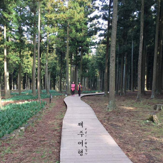  제주 절물자연휴양림 입장료 및 코스