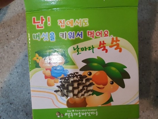  집에서 쉽게  키우기 키트 소개합니다. 