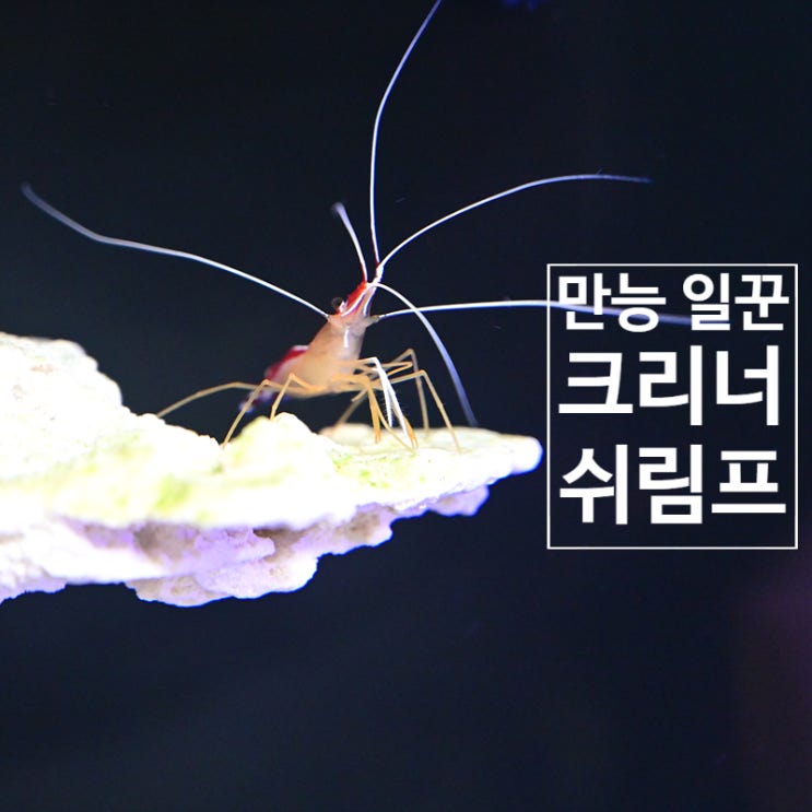  어항 청소부 크리너 쉬림프