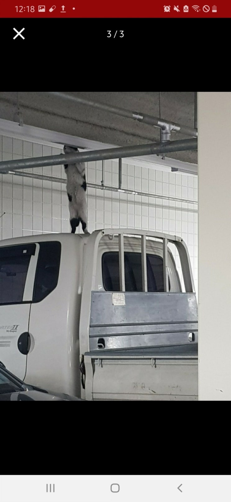  고양이와 고양이탐정