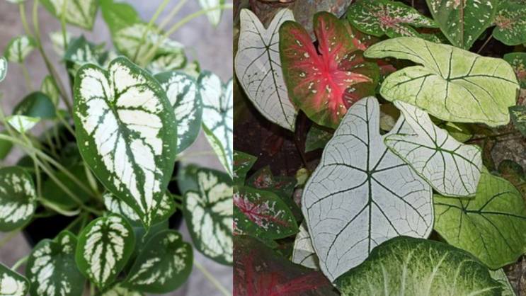  칼라디움 [Caladium]
