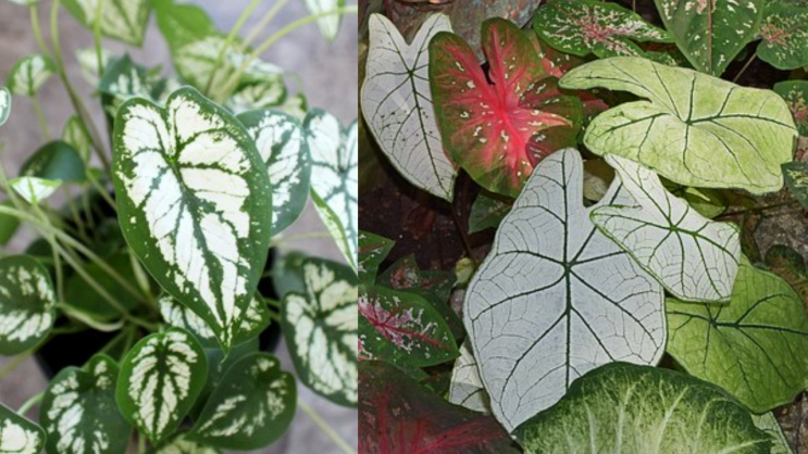 칼라디움 [Caladium]