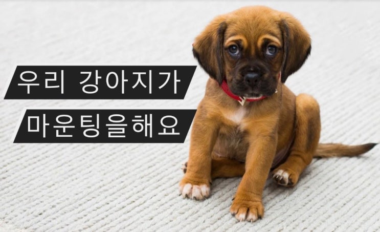  강아지 마운팅 어떻게 개선해야 할까요 ? : 붕가붕가