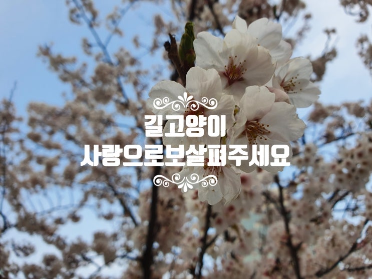  길고양이 밥 주는 행위 불법 VS 합법 법적 정리