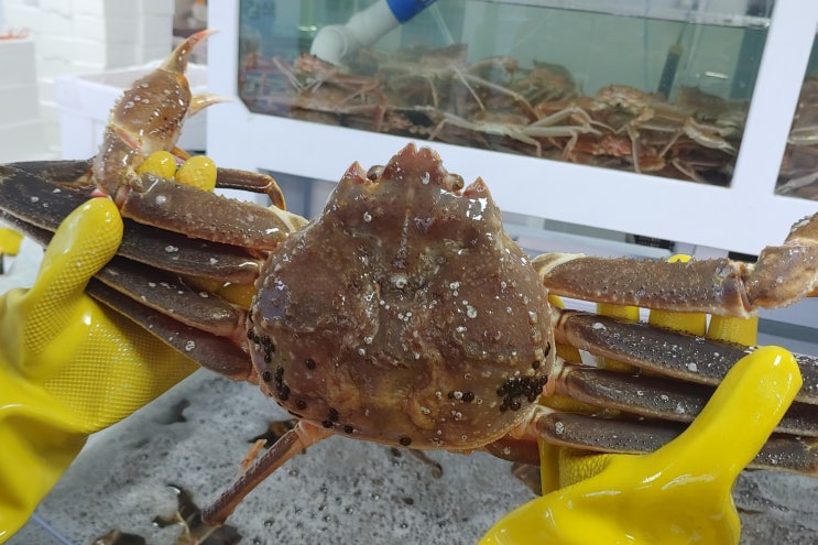  부산 대게 시세 수산명가 상품안내 (2월 5일 적용)