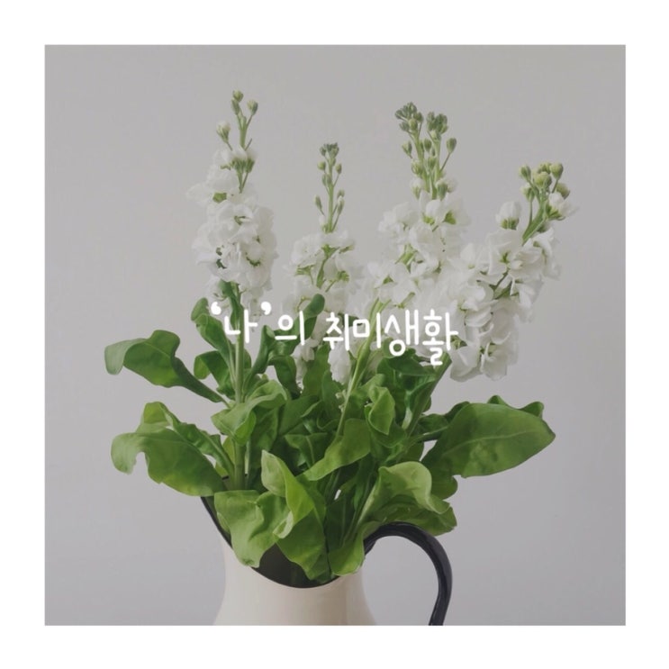  꽃피는봄을기다리며 나의취미생활 꽃놀이 꽃구경오세염