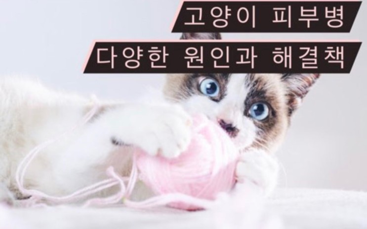 고양이 피부병 다양한 종류와 원인 feat. 탈모..?