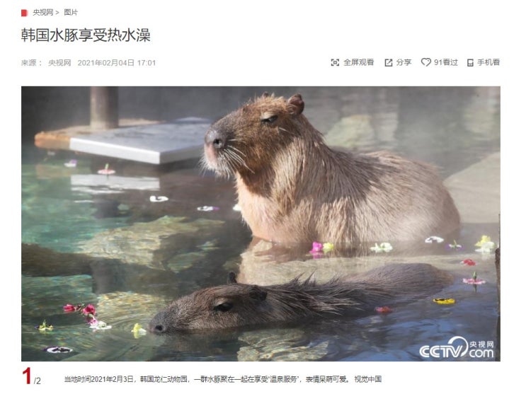 "온천욕을 즐기는 에버랜드 카피바라들" CCTV HSK 생활 중국어 신문 기사 뉴스 공부