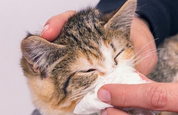 에취~! 고양이 감기증상과 예방방법