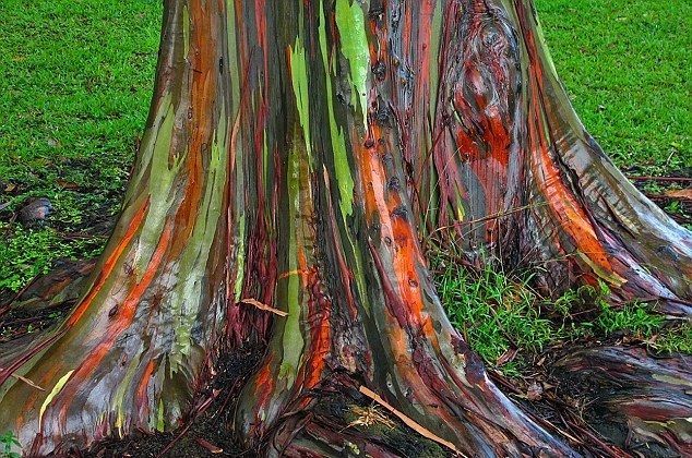  출구없는 매력을 가진 유칼립투스 Eucalyptus 키우기