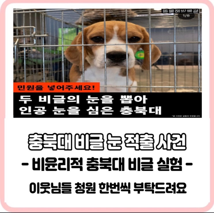  (청원 동참해주시면 감사하겠습니다) 충북대 수의대 멀쩡한 비글눈 적출 비윤리적 인공 안구 실험