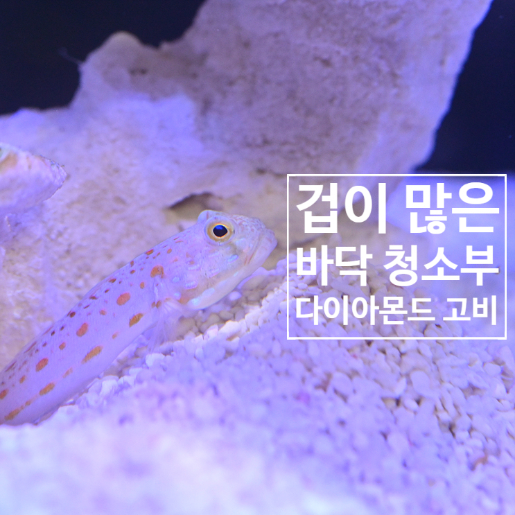  해수 어항 청소 물고기 다이아몬드 고비