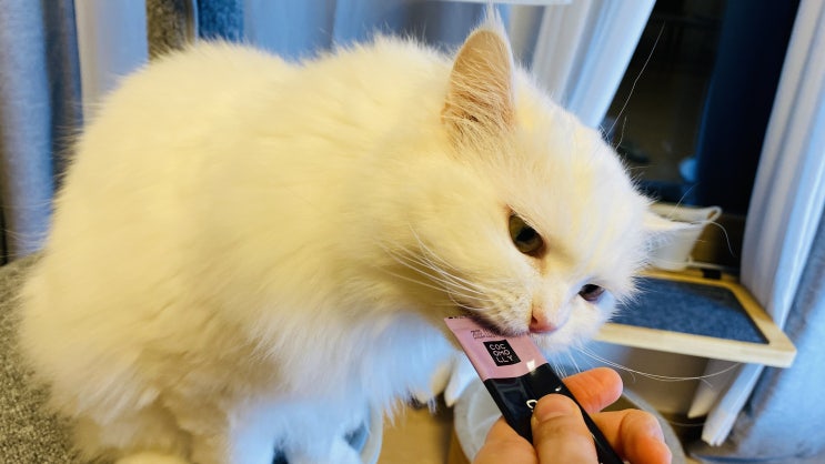  고양이츄르 : 코코몰리 간식으로 고양이 신장 관리