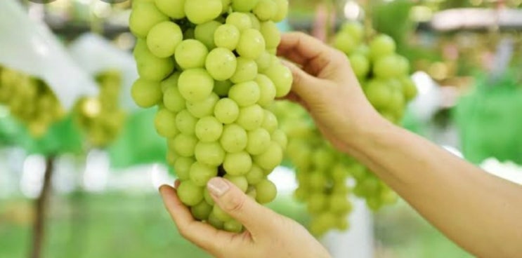  사과,배 아닌 이것으로 명절 선물 세대교체