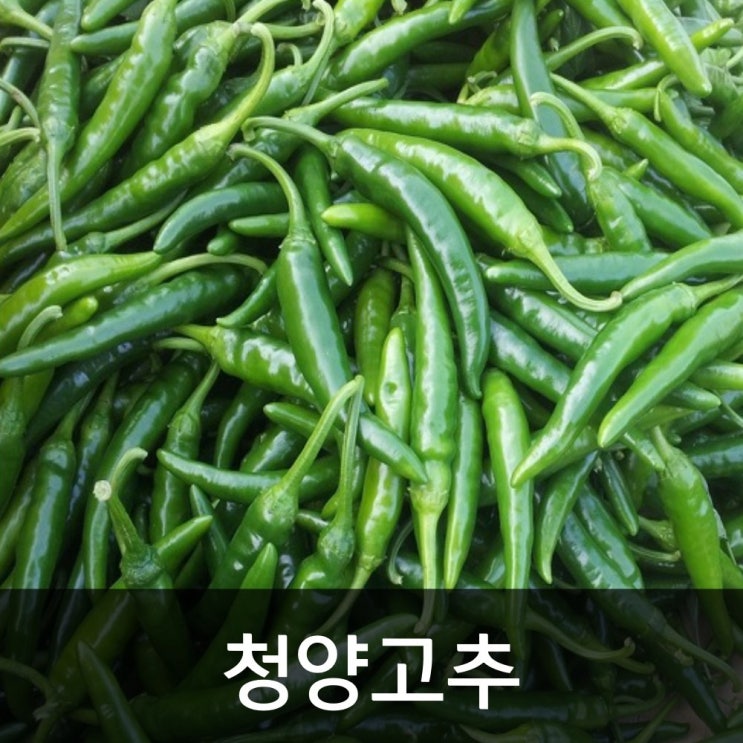 갓성비 좋은 약수농장 국내산 청양고추 10kg, 1박스, 10kg(상) 추천합니다 갓성비 좋은 약수농장 국내산 청양고추 10kg, 1박스, 10kg(상) 추천합니다