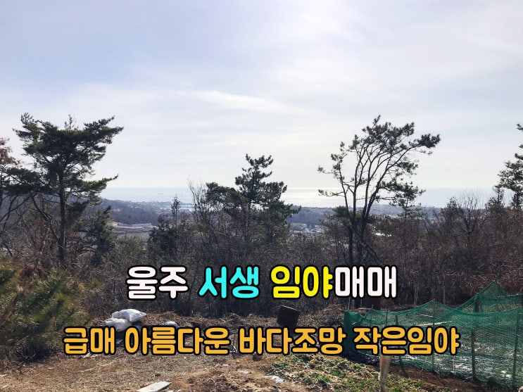  서생부동산(2-35) 급매 바다조망이 아름다운 작은임야 울주땅 서생임야 매매 입니다