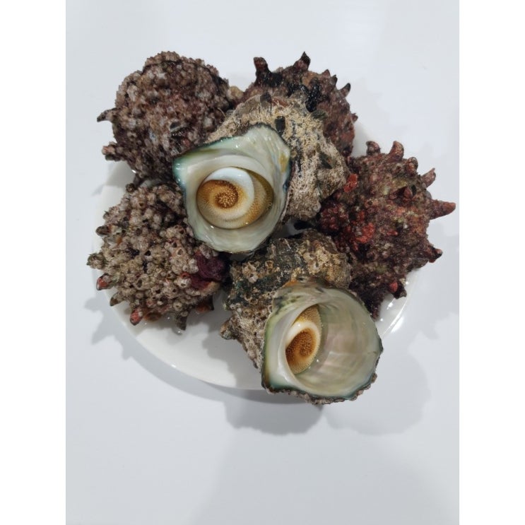 최근 인기있는 (무료배송)통영 성훈수산 자연산 뿔소라 1kg(6~8미) 좋아요 최근 인기있는 (무료배송)통영 성훈수산 자연산 뿔소라 1kg(6~8미) 좋아요