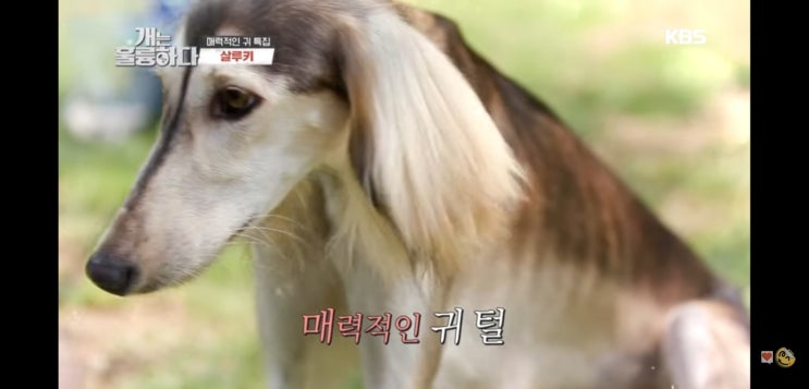  살루키 분양 및 가격은? 개훌륭 신의 선물로 불린 강아지에 대해