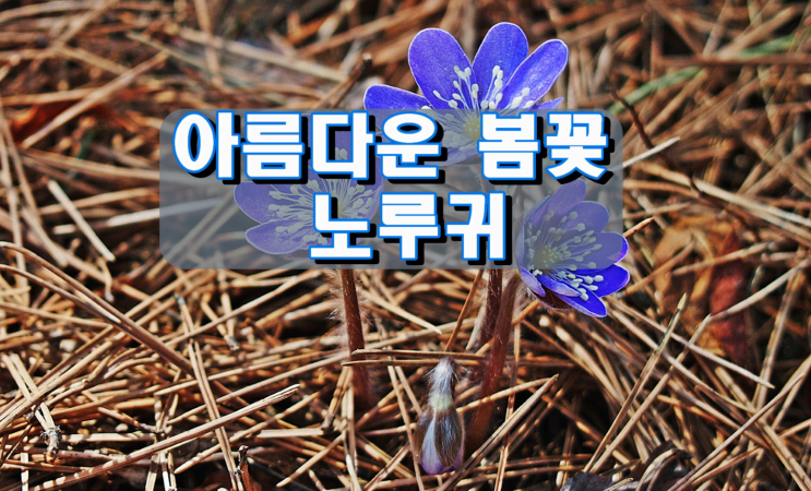 아름다운 봄꽃, 노루귀