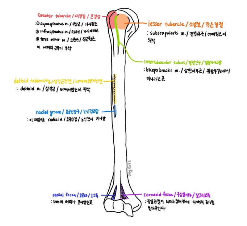 3. 팔뼈 - humerus / 상완골 / 위팔뼈 : 네이버 블로그