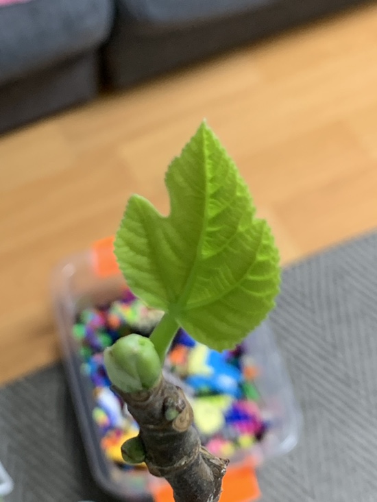 황금레몬나무 귤나무 무화과나무 새잎 반려식물