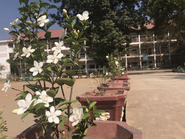  라오스 교육 시스템과 학교