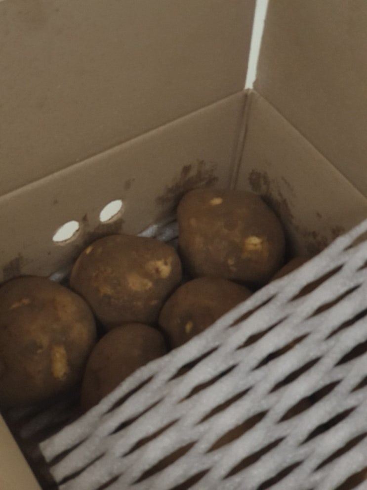  [감자 - 덕구네 농산물 신선한 겨울제주햇감자 맛있어요!