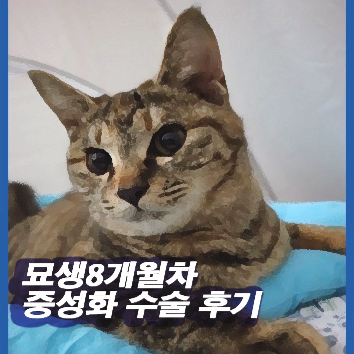 고양이 중성화 수술 준비(feat.사하구 동물병원)