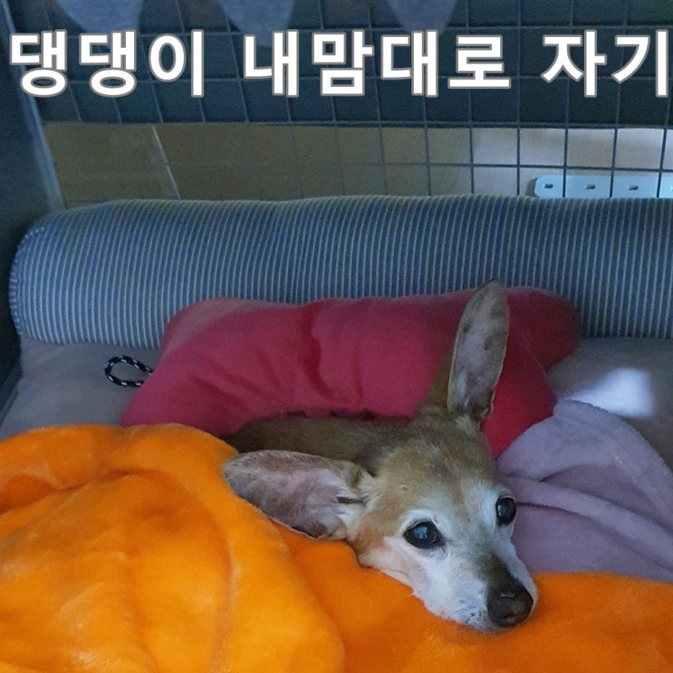  시도 때도 없는 꿈나라 댕댕이