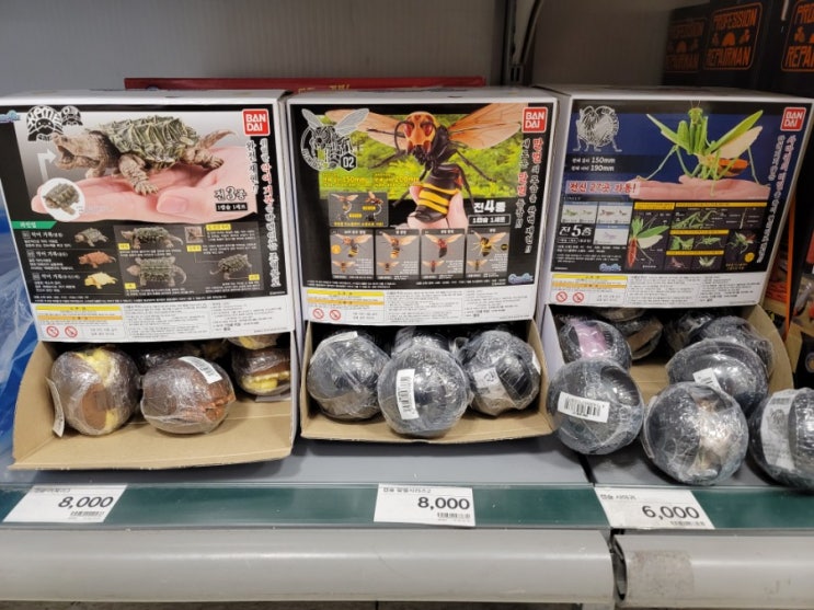  『BANDAI』악어거북 가챠 , 말 벌 가챠 , 사마귀 가챠 현황 (대구 , 영천시 기준)