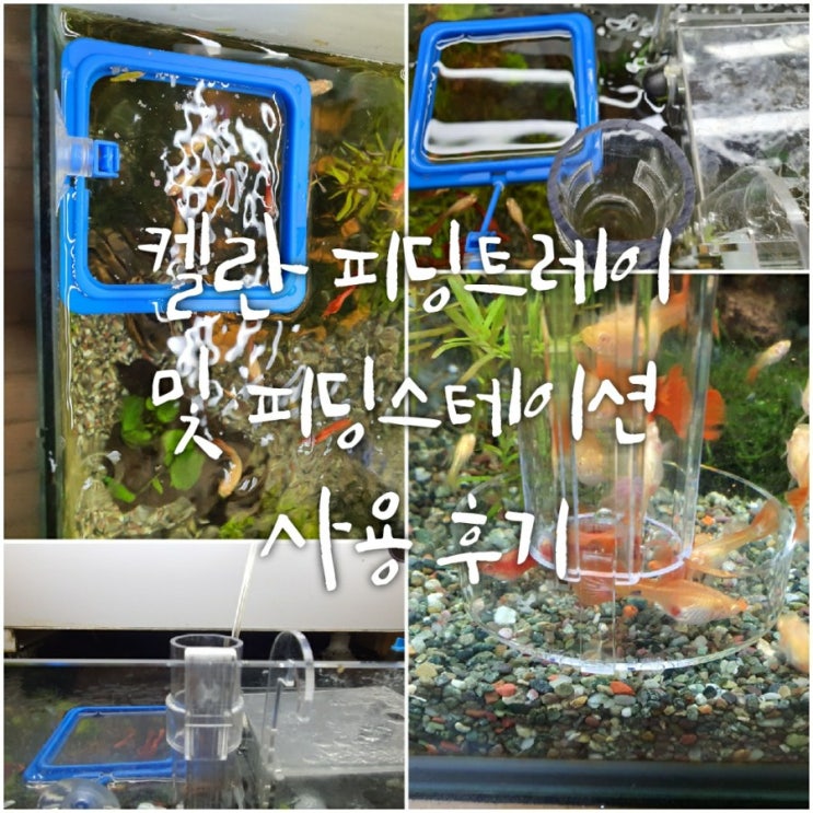 열대어키우기 - 먹이 급여 피딩트레이 및 피딩스테이션 사용후기 열대어키우기 - 먹이 급여 피딩트레이 및 피딩스테이션 사용후기