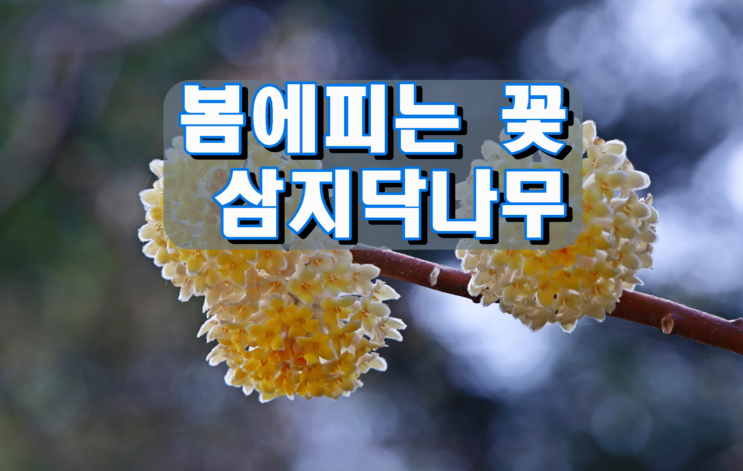 봄에피는 꽃 삼지닥나무