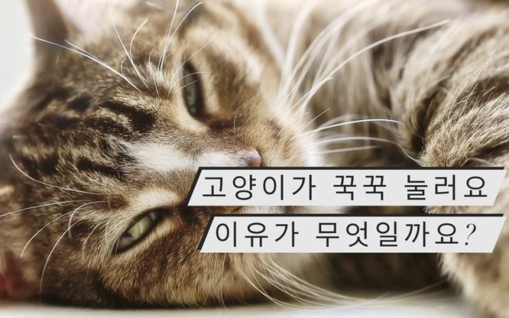  고양이 꾹꾹이 이유 알아보겠냥 : 냥이의 귀여운 행동 