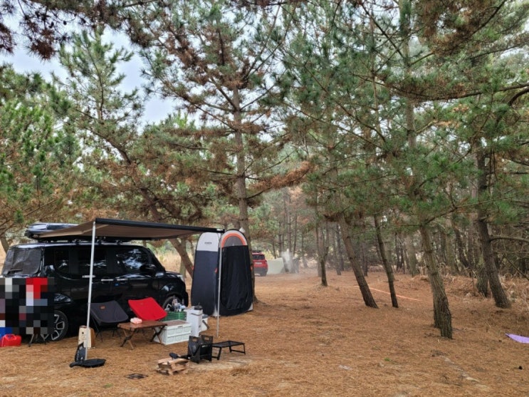  충남여행] 태안 몽산포 오션캠핑장 퇴근박 - 소나무숲과 해변이 어우러진 뷰맛집 차박