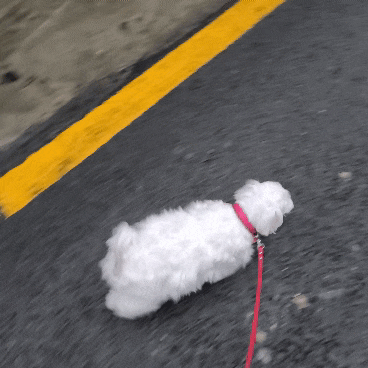  강아지 산책 _ 산책은 내운명. 올바른 강아지 산책.강아지 개별산책.강아지산책하기.
