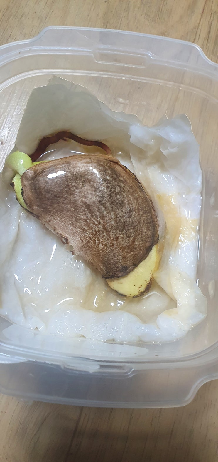  애플망고 집에서 흙에다 옮겨 심기,몇번째 도전인지...