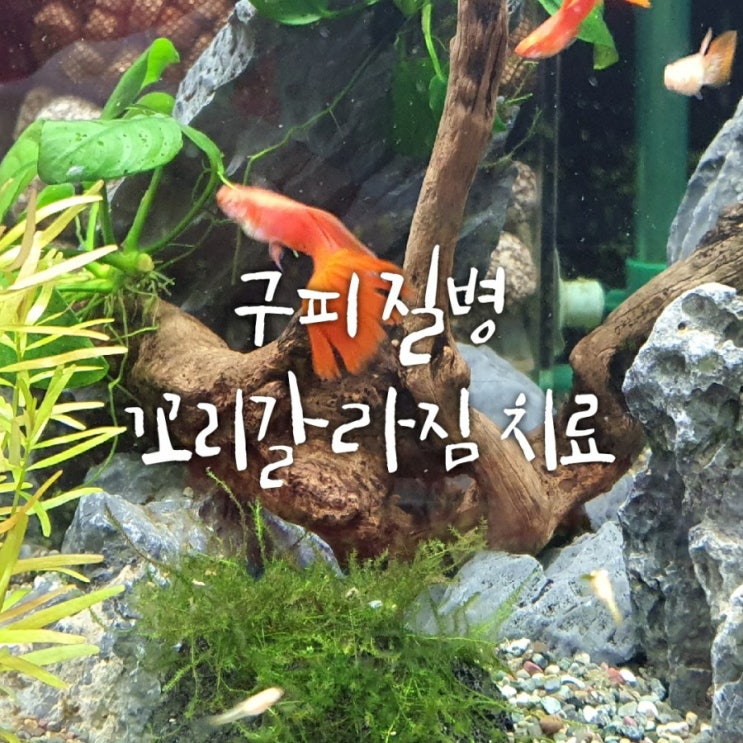 구피 꼬리녹음 갈라짐 네오V블랙으로 예방 구피 꼬리녹음 갈라짐 네오V블랙으로 예방