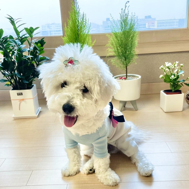  [미리 새해 복 많이 받으시개: 정이가다 강아지한복 강아지설빔]