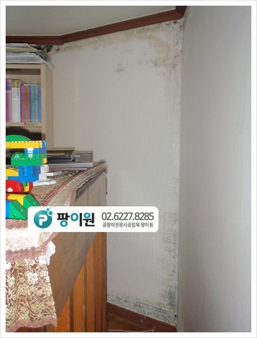  집에 벽지 곰팡이 문제? 처음 이라면?