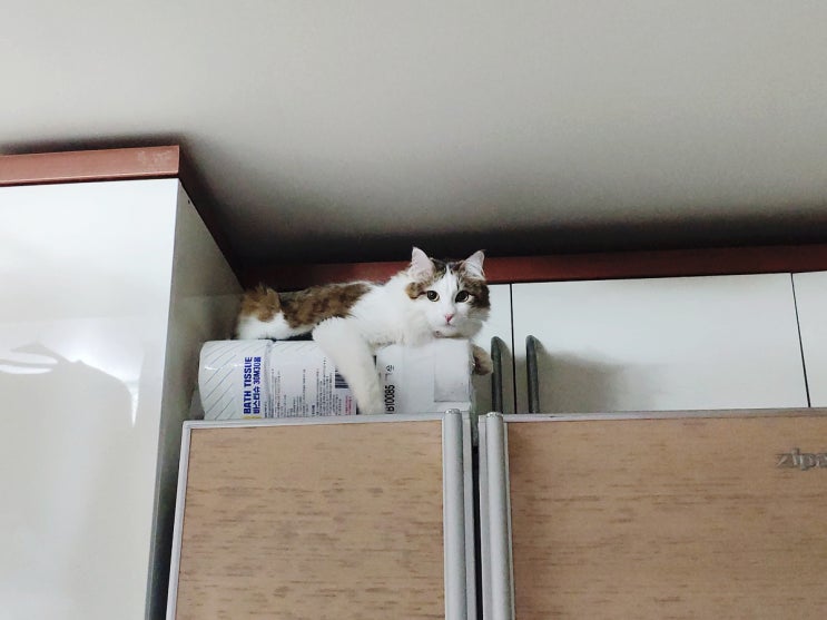 고양이간식 뚱냥이 저염닭가슴살 가격비교 고양이간식 뚱냥이 저염닭가슴살 가격비교