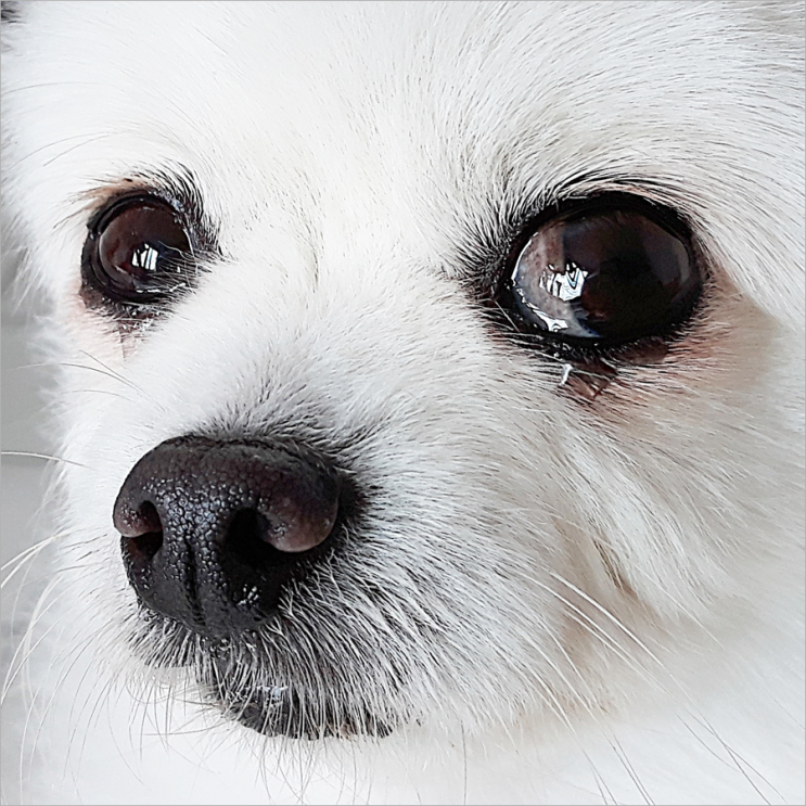 강아지 유루증 푸들 포메 눈물자국 없애는법