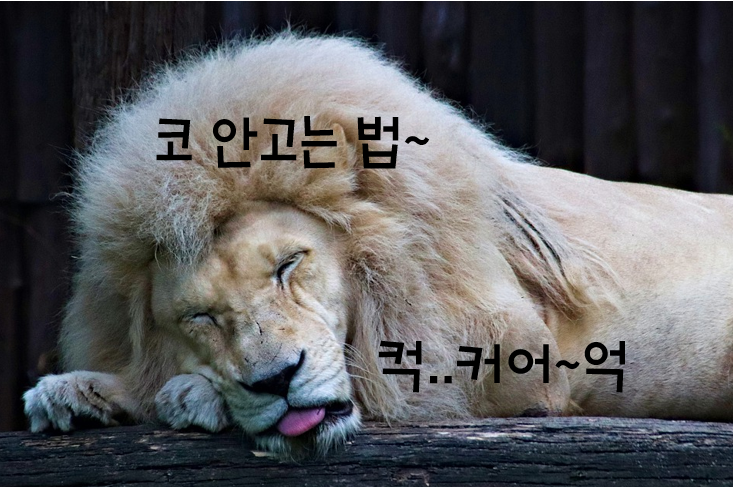  코 안고는법, 관리가 중요합니다.