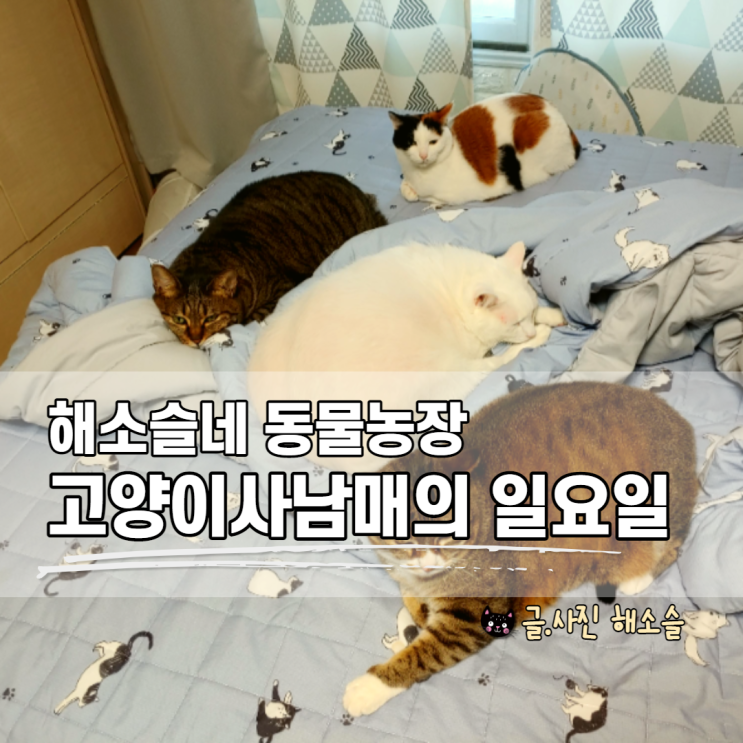  해소슬네 동물농장, 고양이4남매의 일요일