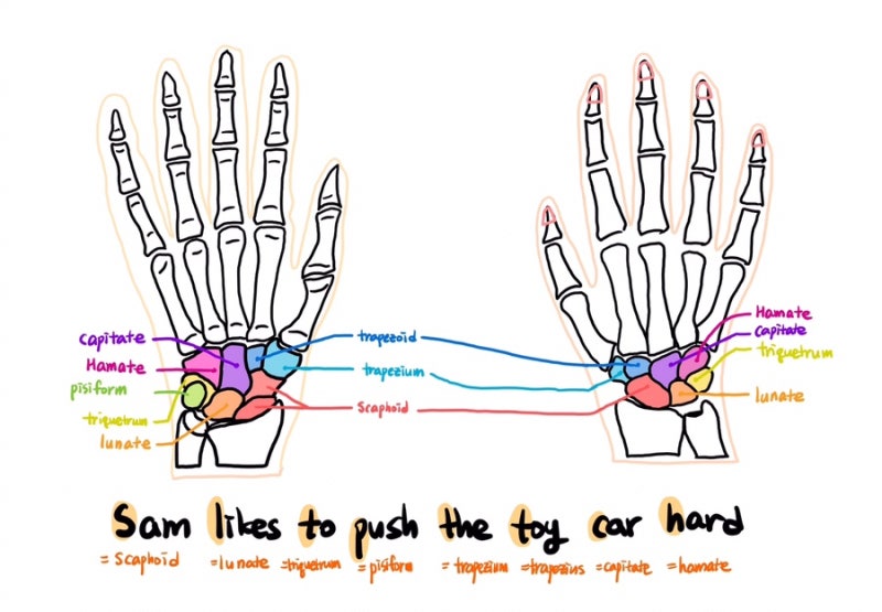 3. 팔뼈 - carpal b. / 수근골 / 손목뼈 & metacarpal b. / 중수골 / 손허리뼈 & phalange b ...