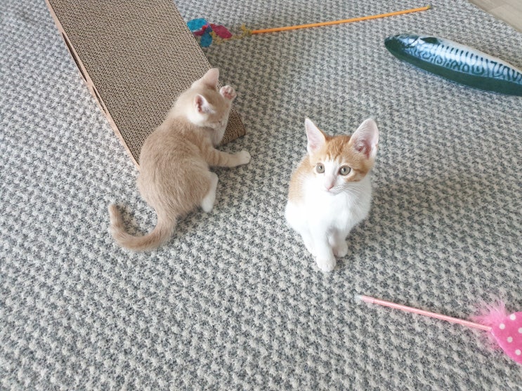  고양이 놀이 시간은 하루 30분 이상 해야 한다?!