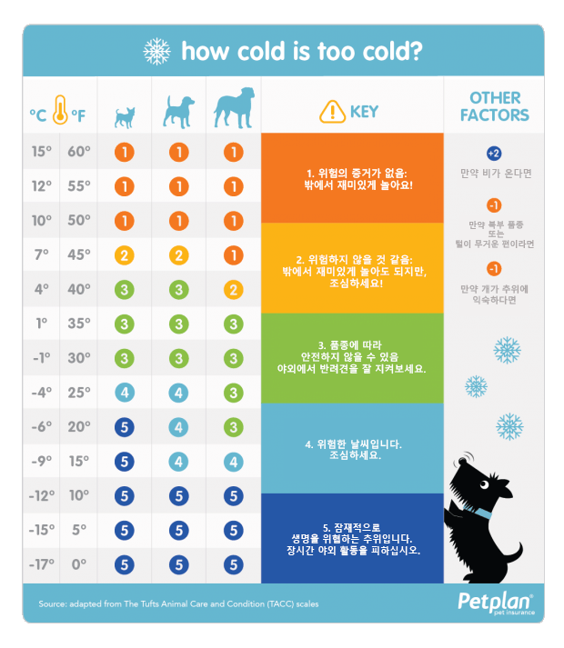  겨울철 강아지 산책 온도와 주의사항! 꼭 확인하고 다녀오세요