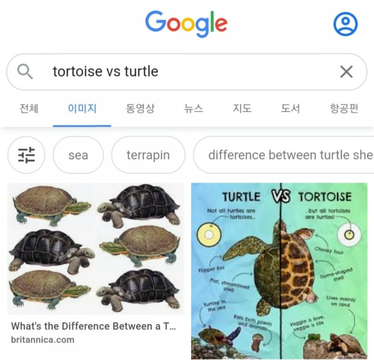 [궁금한것] Turtle vs. Tortoise 차이점?