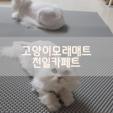  천일카페트 사막화방지매트 고양이모래매트
