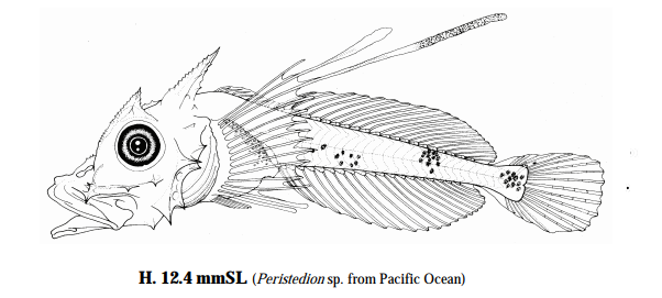 어류의 라바 5-1. 아칸토스테디온 스테이지 라바 Acanthostedion Stage Larva  / 황성대과  (Family Peristediidae)