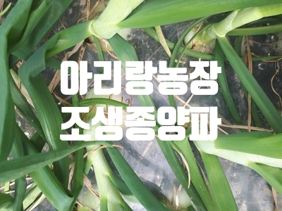  산지직송 양파 농사